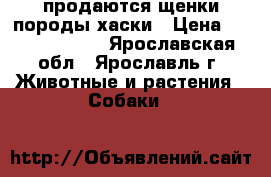 продаются щенки породы хаски › Цена ­ 10000-15000 - Ярославская обл., Ярославль г. Животные и растения » Собаки   